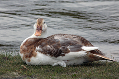 Anas platyrhynchos × Cairina moschata