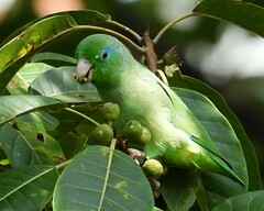 Forpus conspicillatus