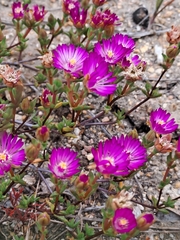 Lampranthus leptaleon