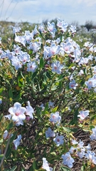 Lobostemon glaucophyllus