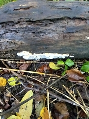 Neoantrodia serialis