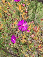 Drosanthemum asperulum