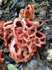 Clathrus ruber