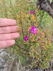 Drosanthemum asperulum