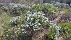 Lobostemon glaucophyllus