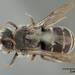 Dioxys - Photo (c) Smithsonian Institution, National Museum of Natural History, Department of Entomology,  זכויות יוצרים חלקיות (CC BY-NC-SA)