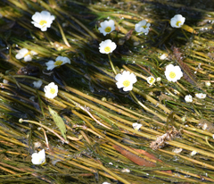 Batrachium