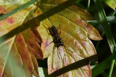 Agrothereutina