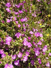 Drosanthemum asperulum