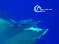 Remora remora