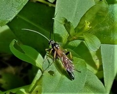 Cratichneumon coruscator