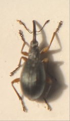 Apioninae