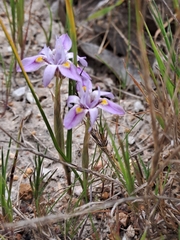 Moraea setifolia