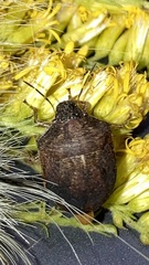 Homaemus