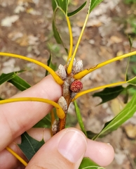 Kokkocynips imbricariae