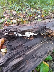 Neoantrodia serialis