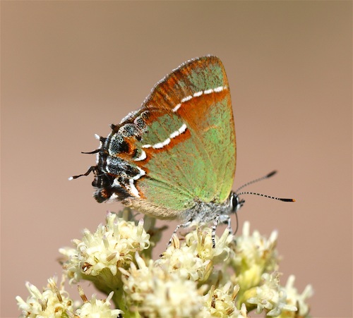 Juniper Hairstreak