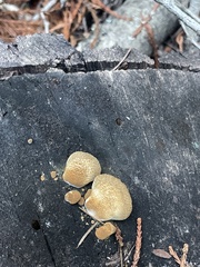 Crepidotus
