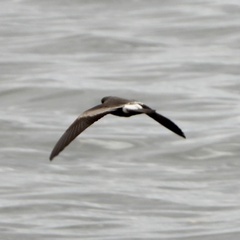 Hydrobates leucorhous