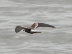 Hydrobates leucorhous