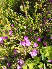 Drosanthemum asperulum