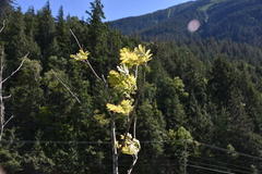 Sorbus sitchensis sitchensis