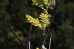 Sorbus sitchensis sitchensis