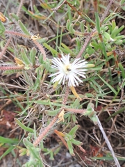 Drosanthemum calycinum
