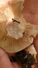 Cortinarius caperatus