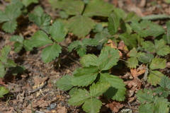 Fragaria vesca