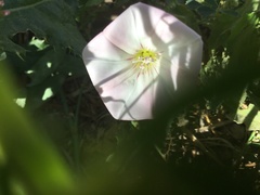 Convolvulus