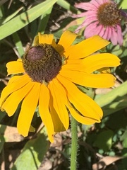 Rudbeckia