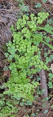 Adiantum chilense
