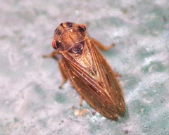 Megophthalmus scanicus