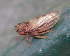 Megophthalmus scanicus