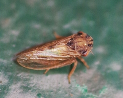 Megophthalmus scanicus