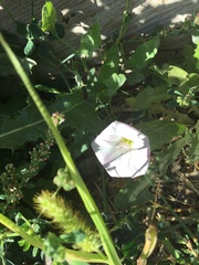 Convolvulus