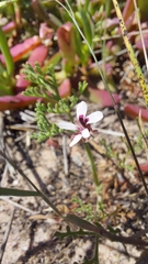 Pelargonium senecioides