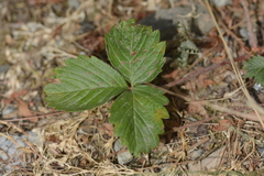 Fragaria vesca