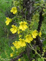 Tropaeolum