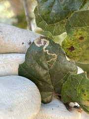 Stigmella anomalella