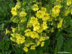 Tropaeolum brachyceras