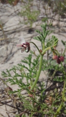 Pelargonium senecioides