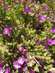 Drosanthemum asperulum