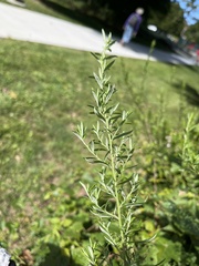 Artemisia indica