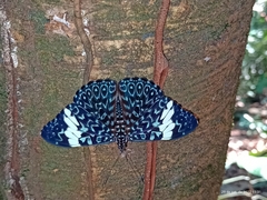 Hamadryas
