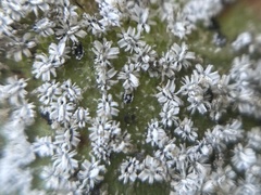 Aleuroplatus coronata