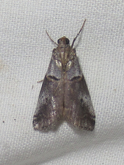 Acrobasis comptella