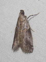 Acrobasis comptella