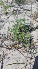 Pelargonium senecioides
